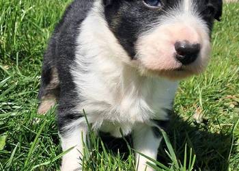 Border Collie - piesek BARRY - z hodowli NEGRESSE
