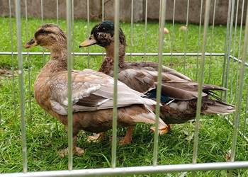 Kaczki, kaczuszki call duck