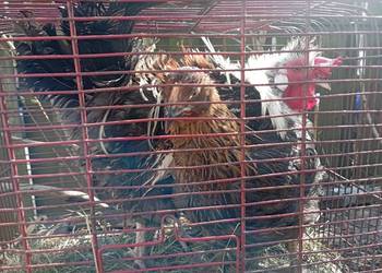 Kurki ozdobne Para. Kogut lokowany z kurką.