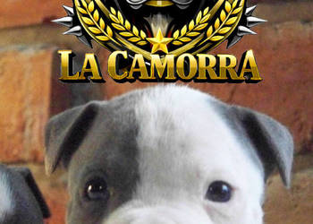 American Staffordshire Terrier Amstaff Samiec