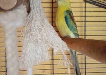 Sprzedam papugi Świergoty i Modrolotki (kozy)