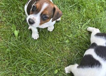 Jack Russell Terrier szczeniaki