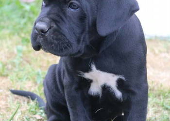 Cane corso szczeniaki ZKwP/FCI