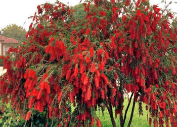KUFLIK PŁACZĄCY Callistemon viminalis - NASIONA 100000 sztuk - 100g.