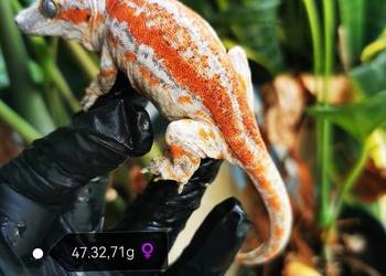 Gekon Gargulcowaty rhacodactylus avriculatus