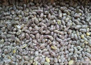 Murarka ogrodowa kokony