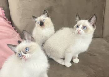 Kotki w typie rasy Ragdoll 13 tygodni, kocurki