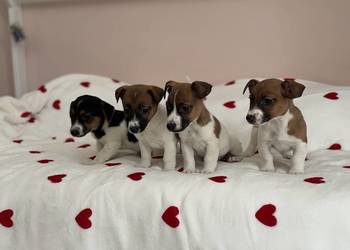 Jack Russell Terrier - szczeniaczki ;)