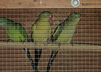 Papugi Górskie i Barabandy