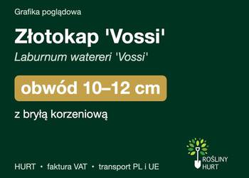 Złotokap 'Vossi' (Laburnum watereri) obwód 10-12 cm, z bryłą – HURT