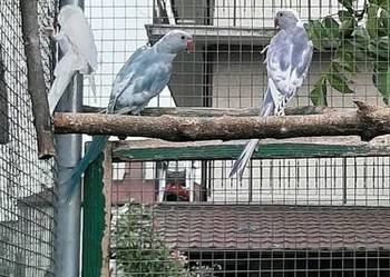 Aleksandretty obrożne różne mutacje