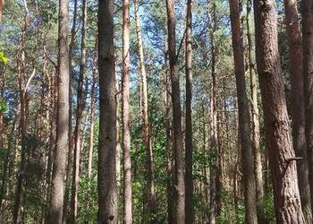 Las powierzchnia 0,62ha