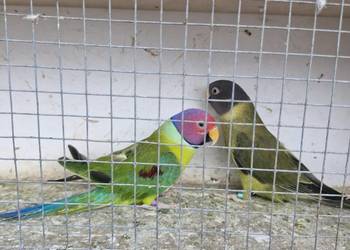 Aleksandretta Śliwogłowa