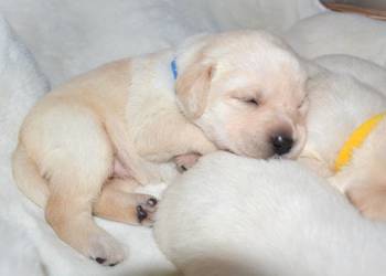 Elitarne, zdrowe, cudowne Labradory ZKwP_FCI po championie bad. genetyczne