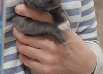 Chihuahua niebieska suczka