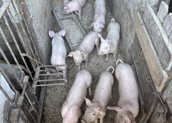 Prosięta mięsne PBZ