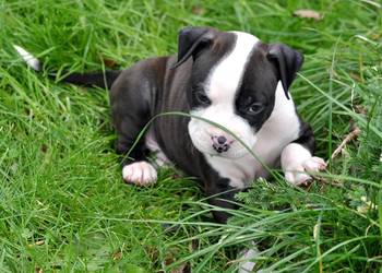 Amstaff zkwp przepiękny piesek