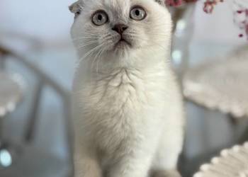 Kot szkocki kocur brytyjski Scottish fold