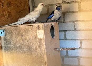 Sprzedam parę lęgowa papug rozelle królewskie