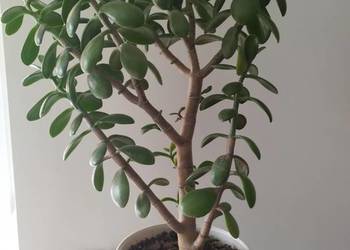 Grubosz, drzewko szczęścia duży kwiat doniczkowy ok.60 cm