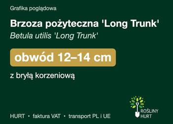 Brzoza pożyteczna 'Long Trunk' obwód 12-14 cm, z bryłą – HURT