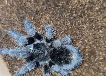 Grammostola Pulchra 3DC