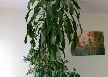 Duży kwiat  dracena