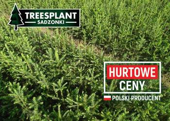 HURT Sadzonki Świerka Pospolitego 2/1-Srebrny Jodła Kaukaska