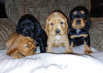 Śliczne Szczenięta Cocker Spaniel Angielski