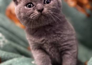 Kot Brytyjski. ( British Shorthair)