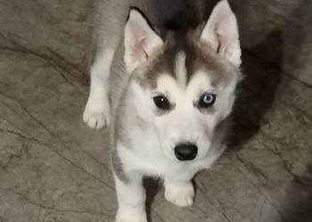 Sunia Syberian Husky