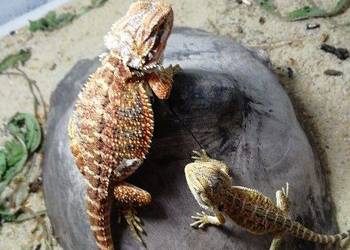 Agama Brodata