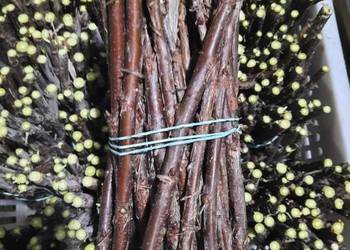 Sztobry porzeczki czerwona czarna