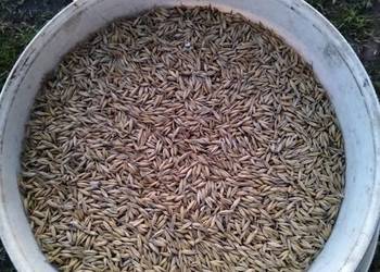 Sprzedam owies po centrali