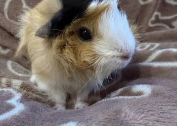 świnka morska cavia domowa SAMICA