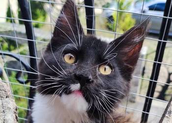 Czarno biały kocurek Maine Coon - Oreo - FPL