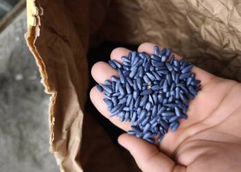 Słonecznik Mas 83.SU