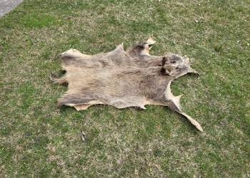 Wyprawiona skóra z dzika 130 x 80 cm