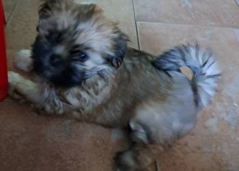 Przepiekne szczenieta lhasa apso ( kuzyn shih tzu )