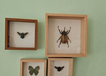 Ozdoby owady w ramkach prawdziwe motyl niebieska pszczoła żuk