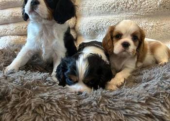 Cavalier King Charles Spaniel – szczeniaki na sprzedaż