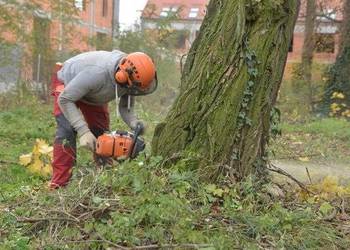 Wycinka drzew / krzewów / cięcie / rąbanie drewna