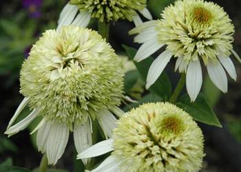 JEŻÓWKA COCOUNT LIME - sadzonki w doniczkach