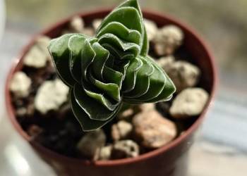 Crassula Kimnachi Buddha’s Temple grubosz sukulent miniatura