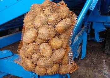 Ziemniaki denar soraya lord dowóz