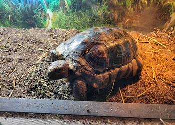 Żółw Obrzeżony samica.