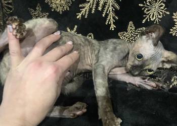 Sfinks Kanadyjski. Diablica tygryska. Rodowód.