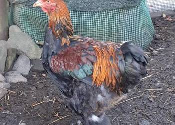 Koguty ozdobne brahma olbrzymia kuropatwiana