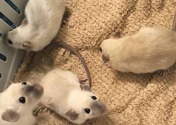 Dwa Szczury Dumbo Syjamskie Rasowe - REX