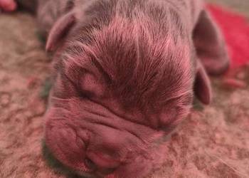 Cane Corso FCI